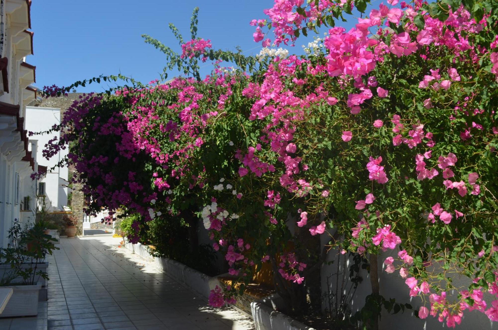 Nikos Studios Livadia  Extérieur photo